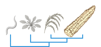 phylostrata logo