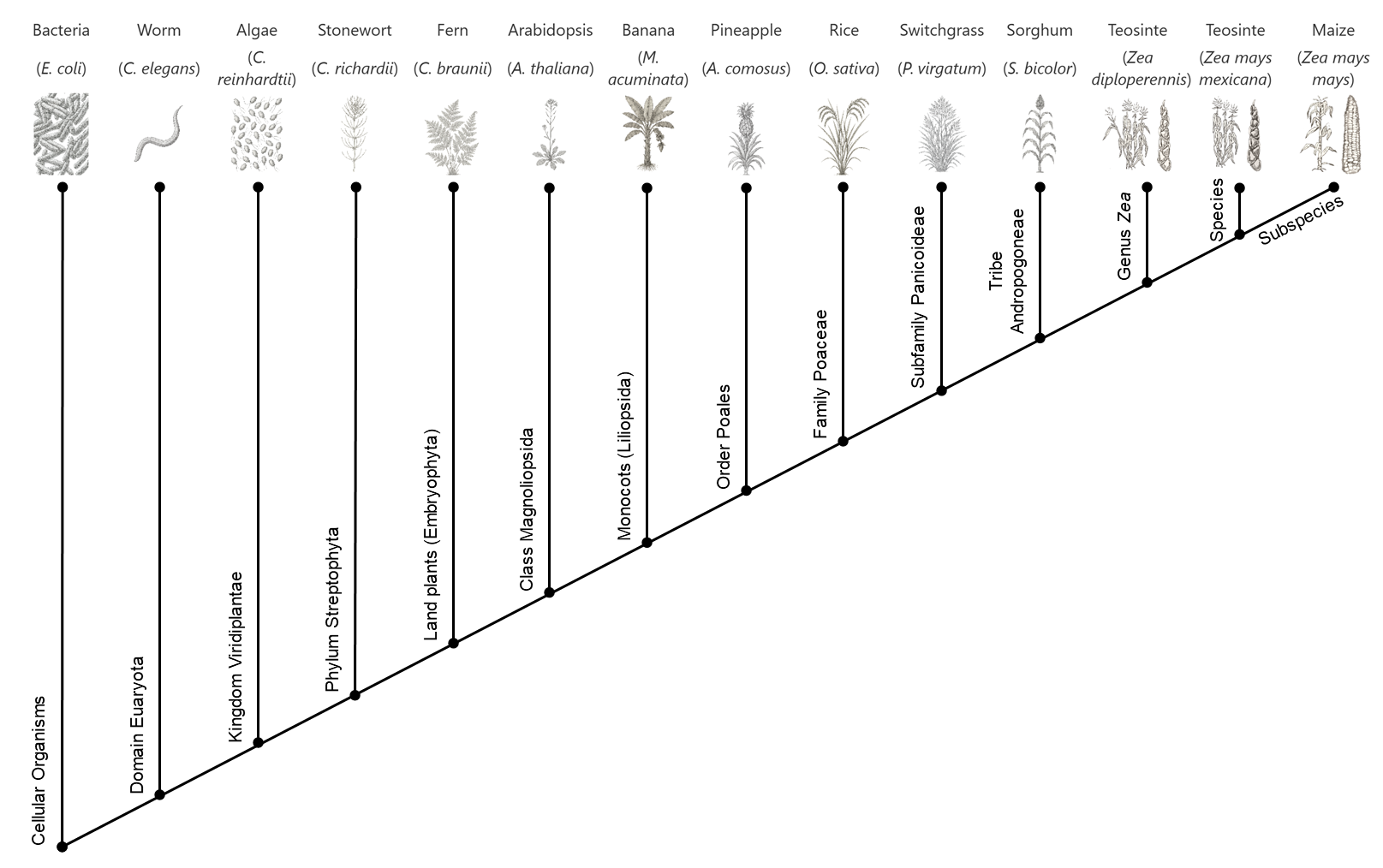 Phylogenetic tree